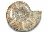 Polished Ammonite (Eotetragonites) Fossil - Madagascar #246208-1